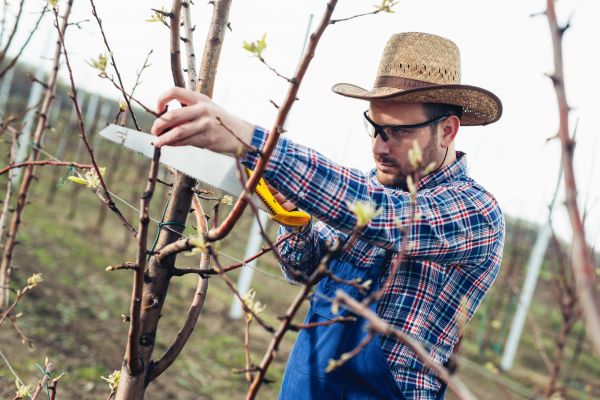 Orchard Tree Pruning