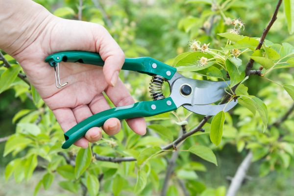 Fruit Tree Trimming