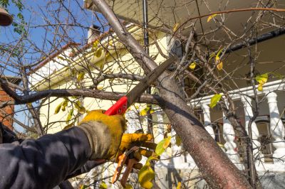 Leaf Pruning