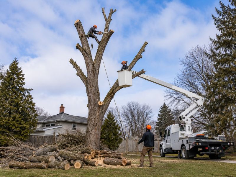 Maple Tree Removal in Pottstown, PA